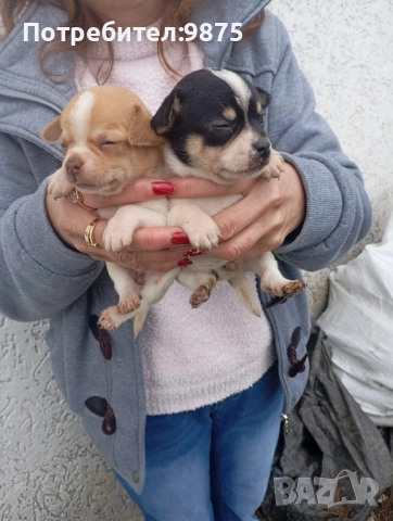 Продавам чихуахуа, снимка 2 - Чихуахуа - 52858942