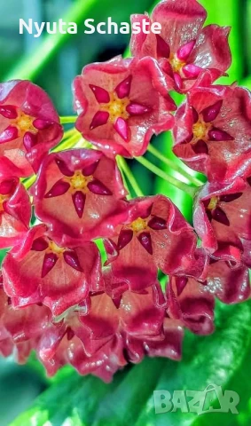 Хоя .Hoya Siariae red, снимка 1
