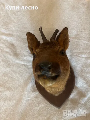 Трофей от сръндак, снимка 7 - Антикварни и старинни предмети - 48640900