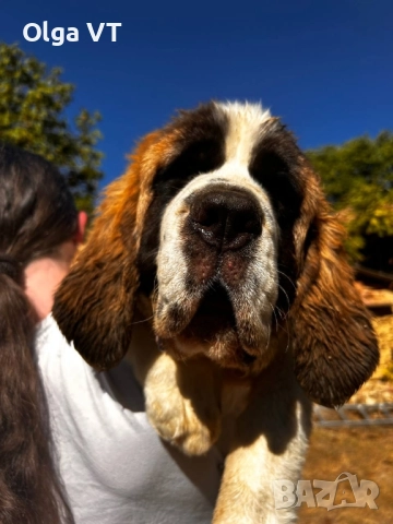 санбернар - чистокръвно женско кученце, снимка 1