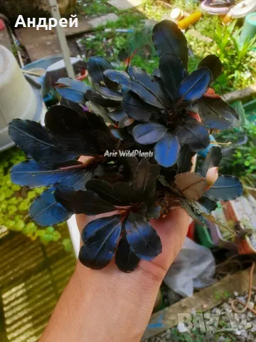 Буцефеландра 