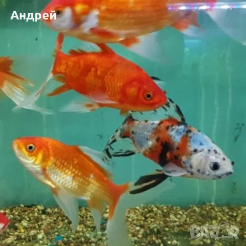 Шубинкин - златна рибка , снимка 2 - Рибки - 50107569