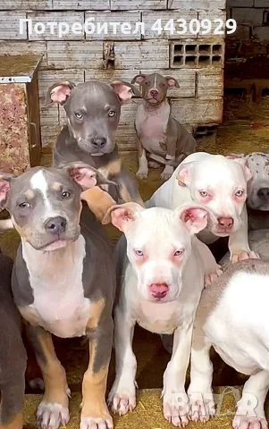 American Bully XL, снимка 3 - Американски стафордширски териер - 56546345