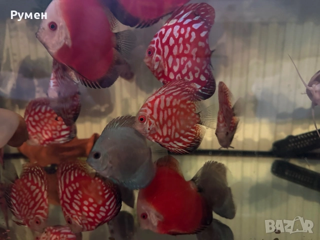 Продавам млади дискуси, снимка 6 - Рибки - 53222453