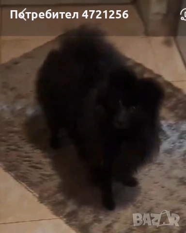 Продавам помаран-шпиц на 1 годинка , снимка 2 - Померан - 53249732