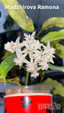 Hoya Lockii 