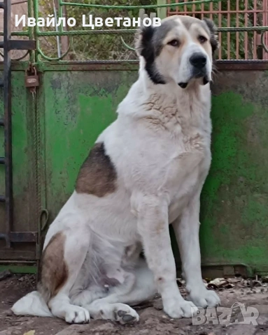 Алабай, снимка 7 - Алабай - 53941668