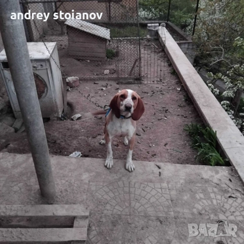 ПРОДАВА СЕ: Мъжко ловно куче