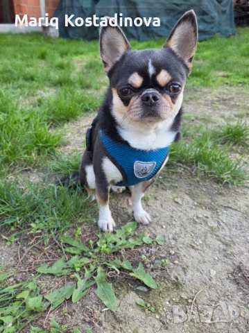 Чихуахуа за разплод, снимка 2 - Чихуахуа - 52509051