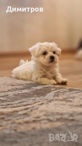 продавам малтийски болонки едно момченце с първа ваксина двапъти обезпаразитено , снимка 4 - Болонка - 52708791