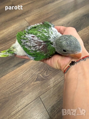 Ръчно хранен Голям Александър, снимка 6 - Папагали - 54097274