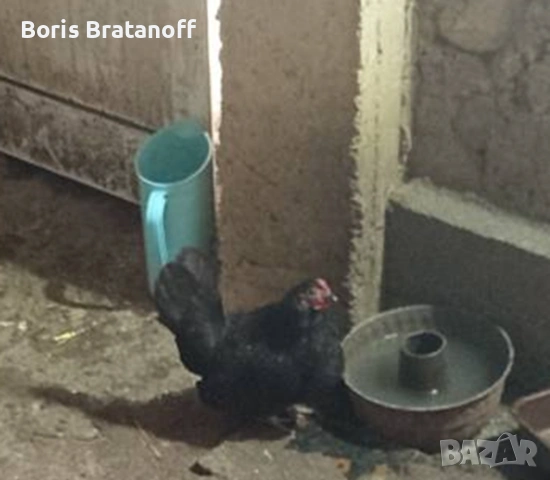 продавам или заменям ярка струмски бантам стандарт и двойка млади джинки, снимка 5 - други­ - 51959011