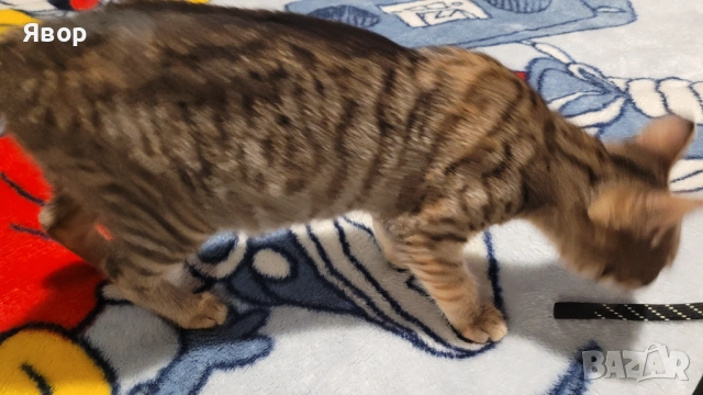 Подарявам малко котенце , снимка 9 - Други - 53015730