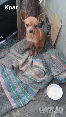 продават се малки кученца 