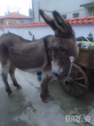 Продавам Женско Магаре , снимка 10 - За селскостопански - 54031468