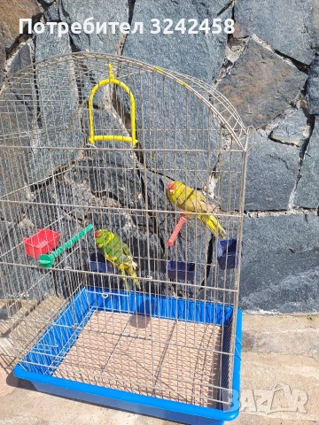 Продавам какарики, снимка 6 - Папагали - 54089738