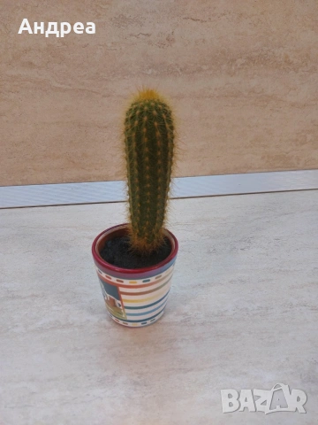 Сукуленти и кактуси в саксии – комплект декоративни растения, снимка 5 - Градински цветя и растения - 54093246