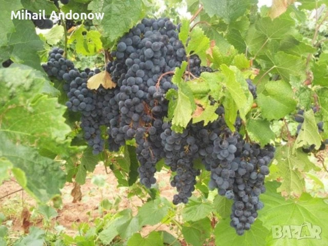 Грозде сорт Мерло, снимка 1