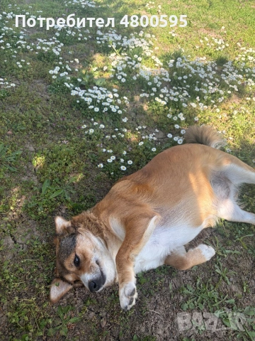 Сладко и дружелюбно куче търси дом!, снимка 2 - Други - 54244880