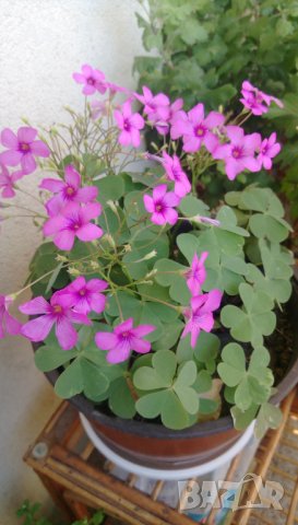 Продавам цветя Детелина Оксалис, розови, във висящи и обикновени саксии, снимка 13 - Стайни растения - 25313229