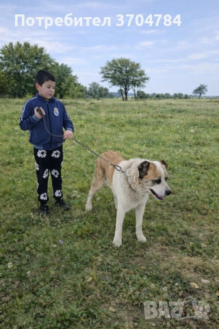 Продавам Сао алабай 