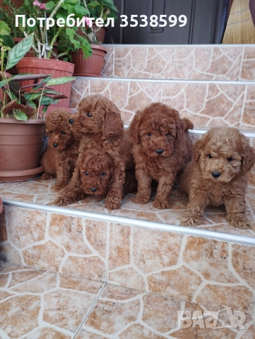 Мини Пуделчета., снимка 6 - Пудели - 52898082