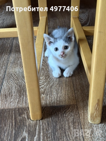 Подарявам котенце.