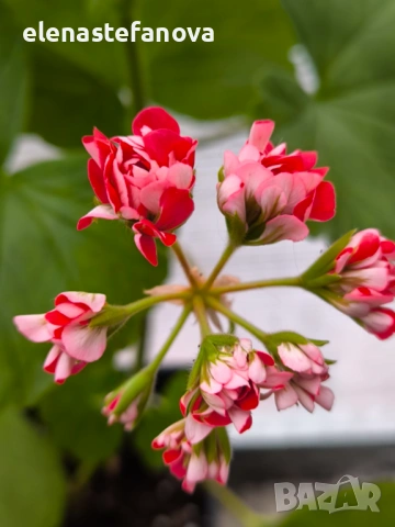 Три големи сортови мушката, растения-майки, снимка 12 - Стайни растения - 54020513