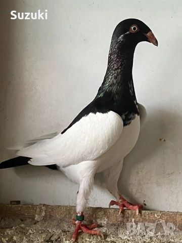 Гълъби - Датски летачи и Спортни пощенски, снимка 8 - Гълъби - 52565161