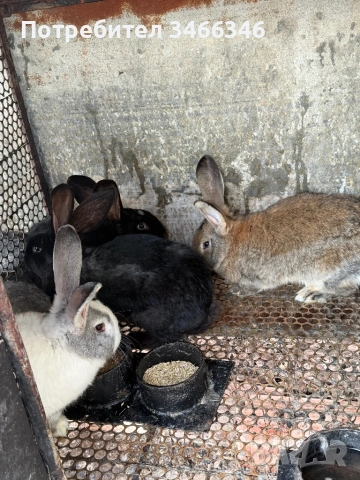Продавам едри зайци