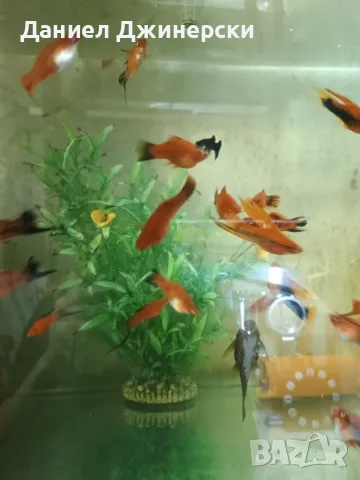 Декоративни риби - Хелер , снимка 5 - Рибки - 50343485