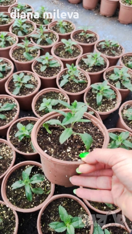 Вероника, Veronica spicata anniversary blue, снимка 6 - Градински цветя и растения - 54092358