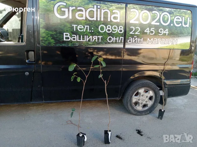 Слива Черен Сплендор - BLACK SPLENDOR, снимка 5 - Разсади - 56444879