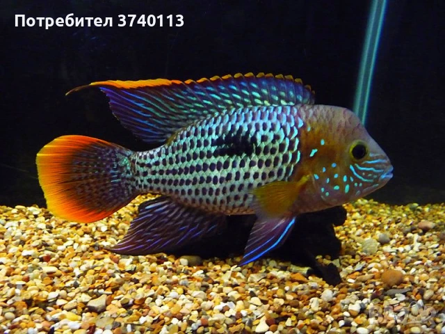 Ривулатус зелен терор, снимка 2 - Рибки - 51178683