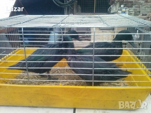 Продавам Смарагдови патици, снимка 5 - други­ - 48842978