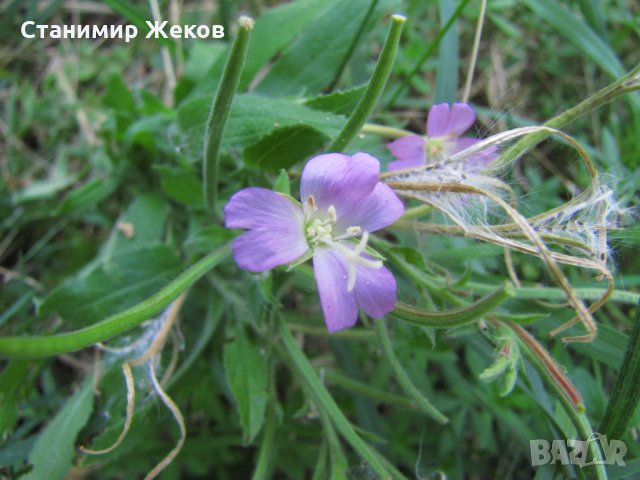 Дребноцветна върбовка