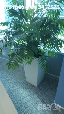 Кашпо белого цвета , снимка 4 - Саксии и кашпи - 50002006