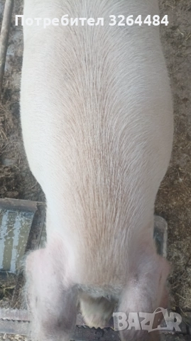 Продавам прасе, снимка 3 - Прасета - 52620877
