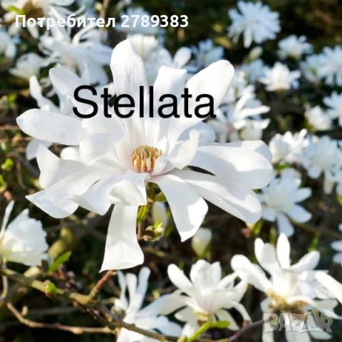 Магнолия, снимка 3 - Градински цветя и растения - 53073126