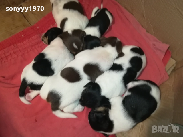 ДЖАК РЪСЕЛ-250ЛВ ЗА СЛАДКО КУТРЕ ПО ИЗБОР 2808251751, снимка 11 - Джак ръсел териер - 51525700