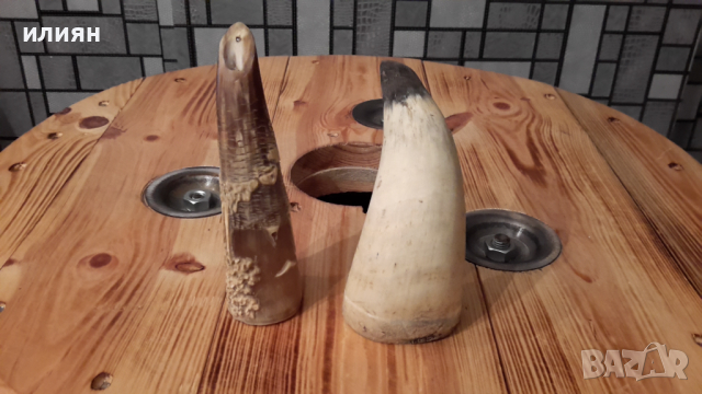 Два броя рога интересни за декорация 15лв за брой , снимка 4 - Декорация за дома - 36513745