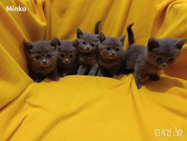 Котета от порода Руска синя котка !, снимка 3 - Руска синя котка - 56255721