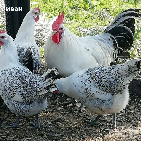 Сребърно Брезе-разплодни яйца, снимка 10 - Кокошки и пуйки - 27645537