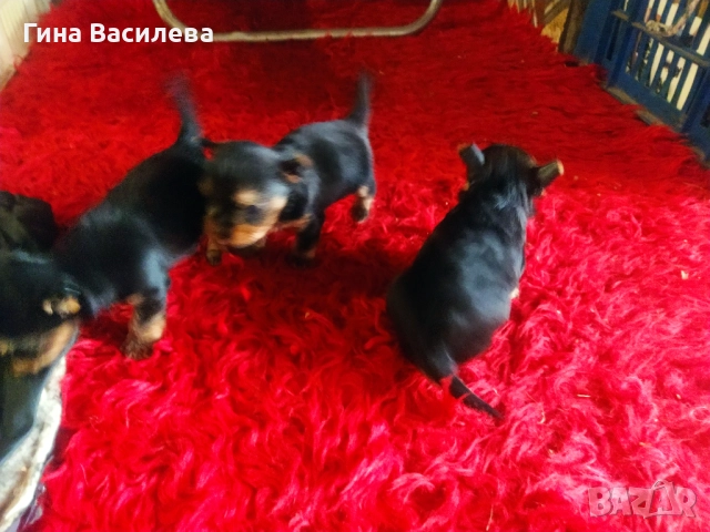 мини  йоркширски териер, снимка 2 - Йоркширски териер - 52800065