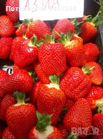 Разсад ягоди целогодишни , снимка 7 - Разсади - 49716826