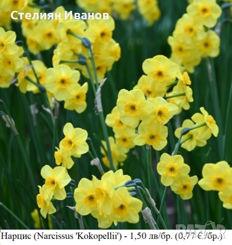 СОРТОВИ НАРЦИСИ - ЛУКОВИЦИ, снимка 9 - Сортови семена и луковици - 52372810