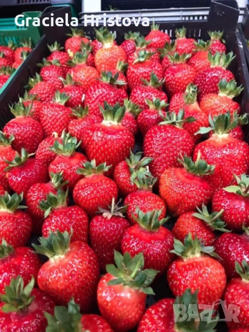 Продавам разсад ягоди , снимка 5 - Сортови семена и луковици - 54365234