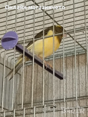 Продавам 5 бр женски канарчета от 2025г., снимка 5 - Канари - 54359980