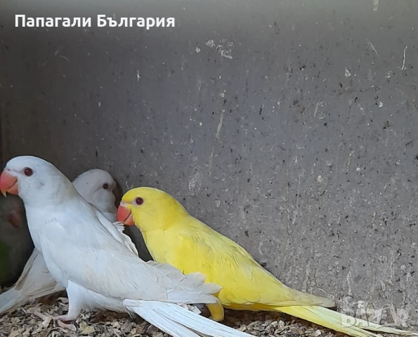 Ръчно хранени Средно говорящи видове папагали 