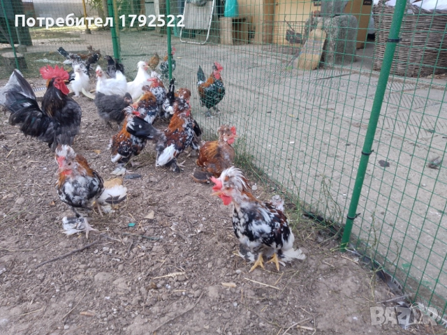 Петлета бреговски джинки 10 лв., снимка 1